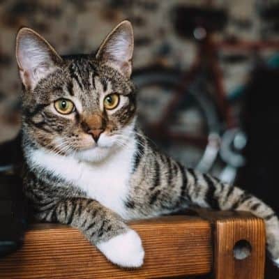 cat sitting services page