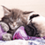 dog & cat sitting - hp