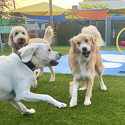 dog-daycare
